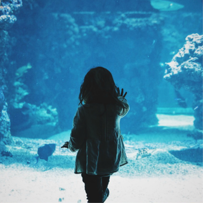 A child looks at our salt-water exhibit