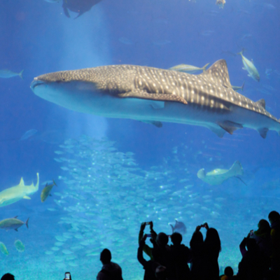 Patrons take photos of a whale shark