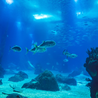 A variety of fish inside our salt-water exhibit