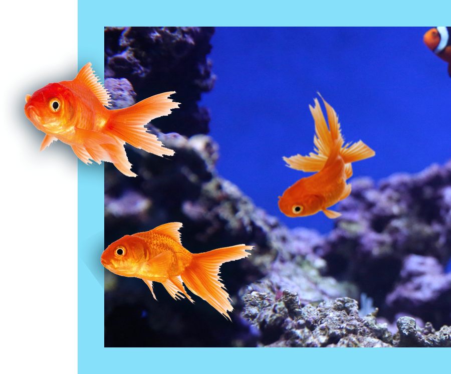 An image of three goldfish