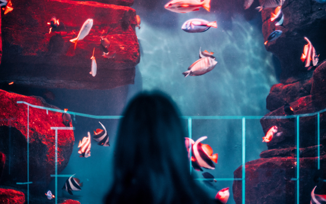 Guest looks at our tropical fish exhibit