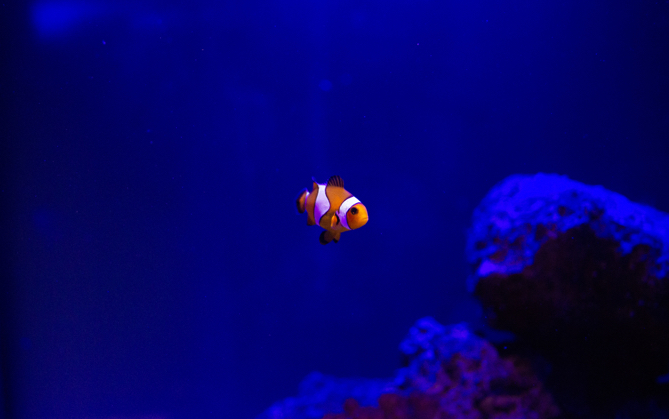 A clown fish swimming