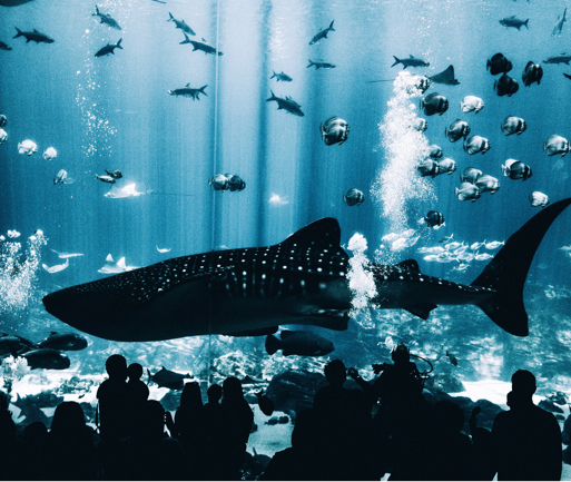 Patrons watch a whale swimming among a school of fish